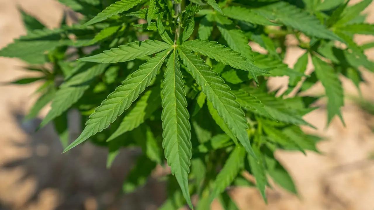 Cannabis